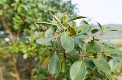 Technomyrmex jocosus