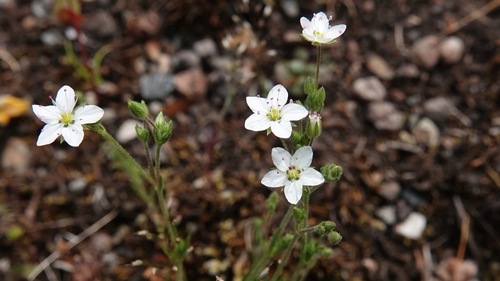 slender stitchwort (Minuartia tenella)