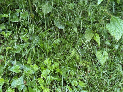 Small-glum fescue (Festuca parvigluma)