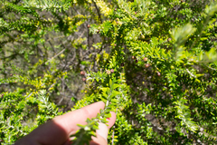 Phylica paniculata