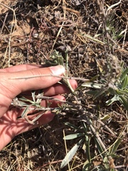 Oreocarya suffruticosa setosa