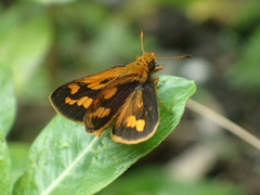 Taractrocera luzonensis tissara