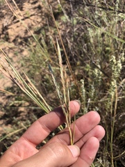 Andropogon hallii