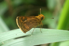Taractrocera luzonensis tissara