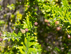 Phylica paniculata