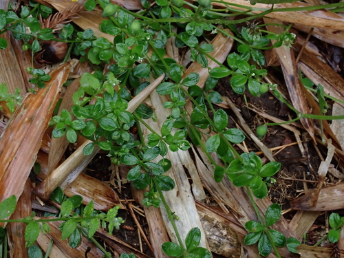 Image of Galium kikumugura by (c) carex1002, some rights reserved (CC BY)
