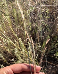 Andropogon hallii