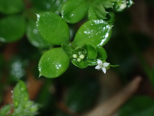 Image of Galium kikumugura by (c) carex1002, some rights reserved (CC BY)