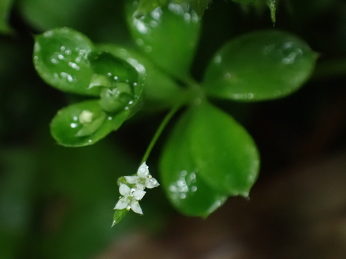 Image of Galium kikumugura by (c) carex1002, some rights reserved (CC BY)