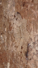 Macaria aequiferaria