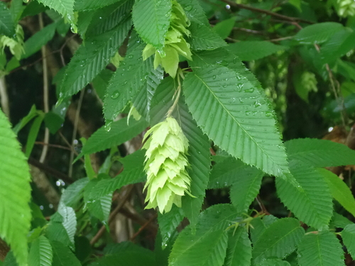 Japanese hornbeam (Carpinus japonica)
