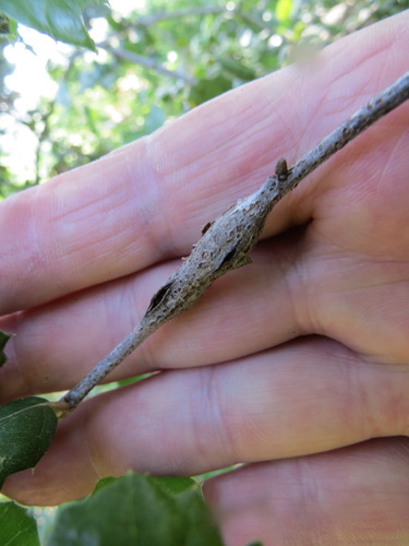 iNaturalist observation photo of Ruptured Twig Gall Wasp