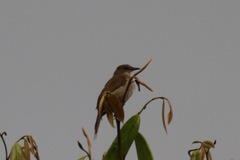 Cichladusa ruficauda