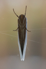 Coscinia chrysocephala