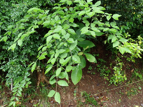 Image of Euonymus oxyphyllus by (c) carex1002, some rights reserved (CC BY)