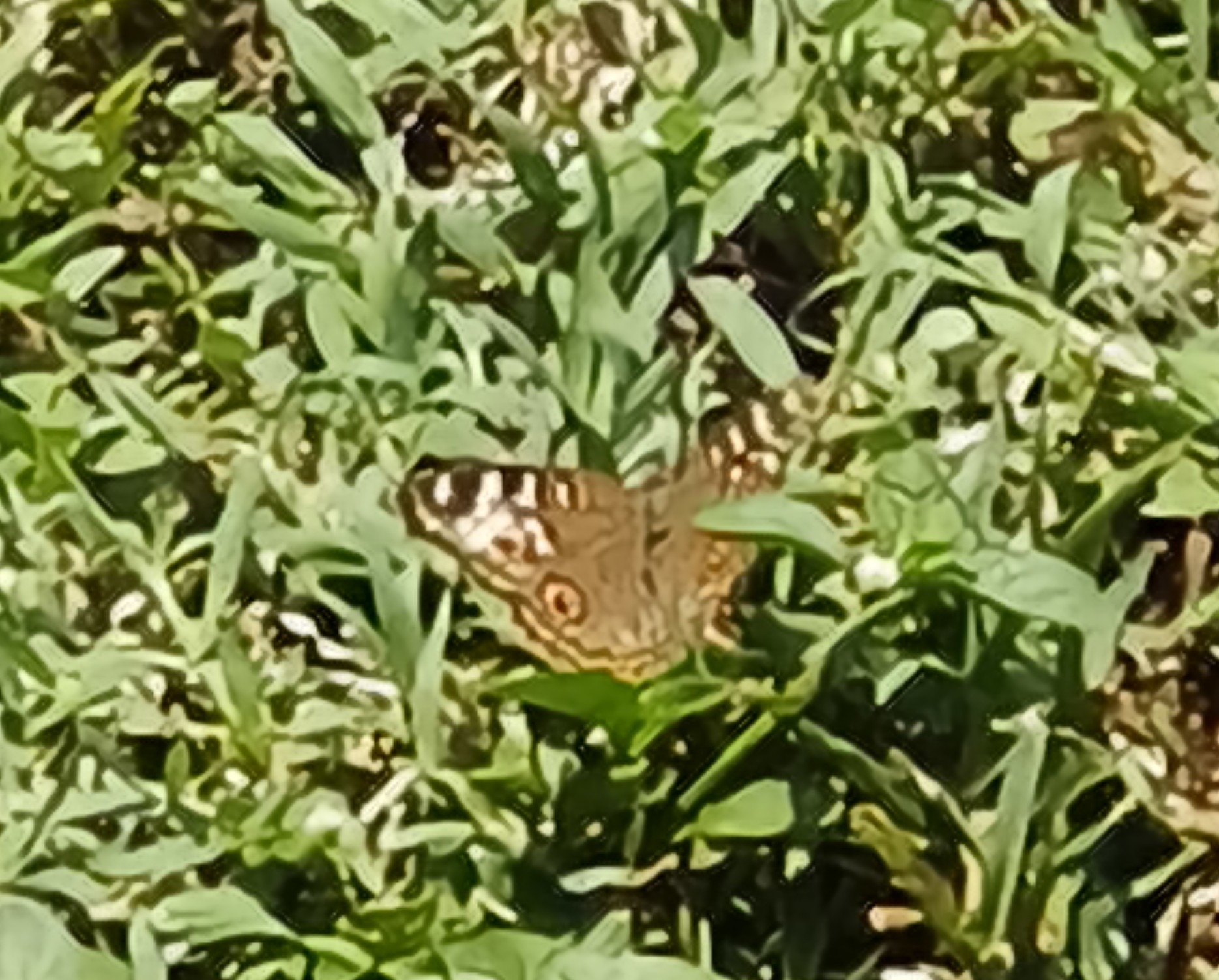 Lemon Pansy