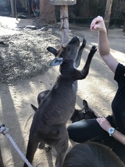 Macropus