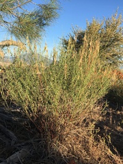 Astragalus filipes