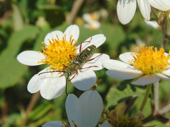 Ochraethes sulphurifer