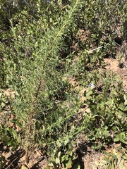 Ipomopsis longiflora longiflora