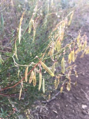Astragalus filipes