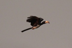 Lophoceros fasciatus