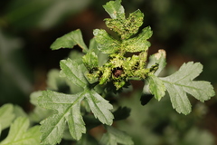 Dasineura crataegi