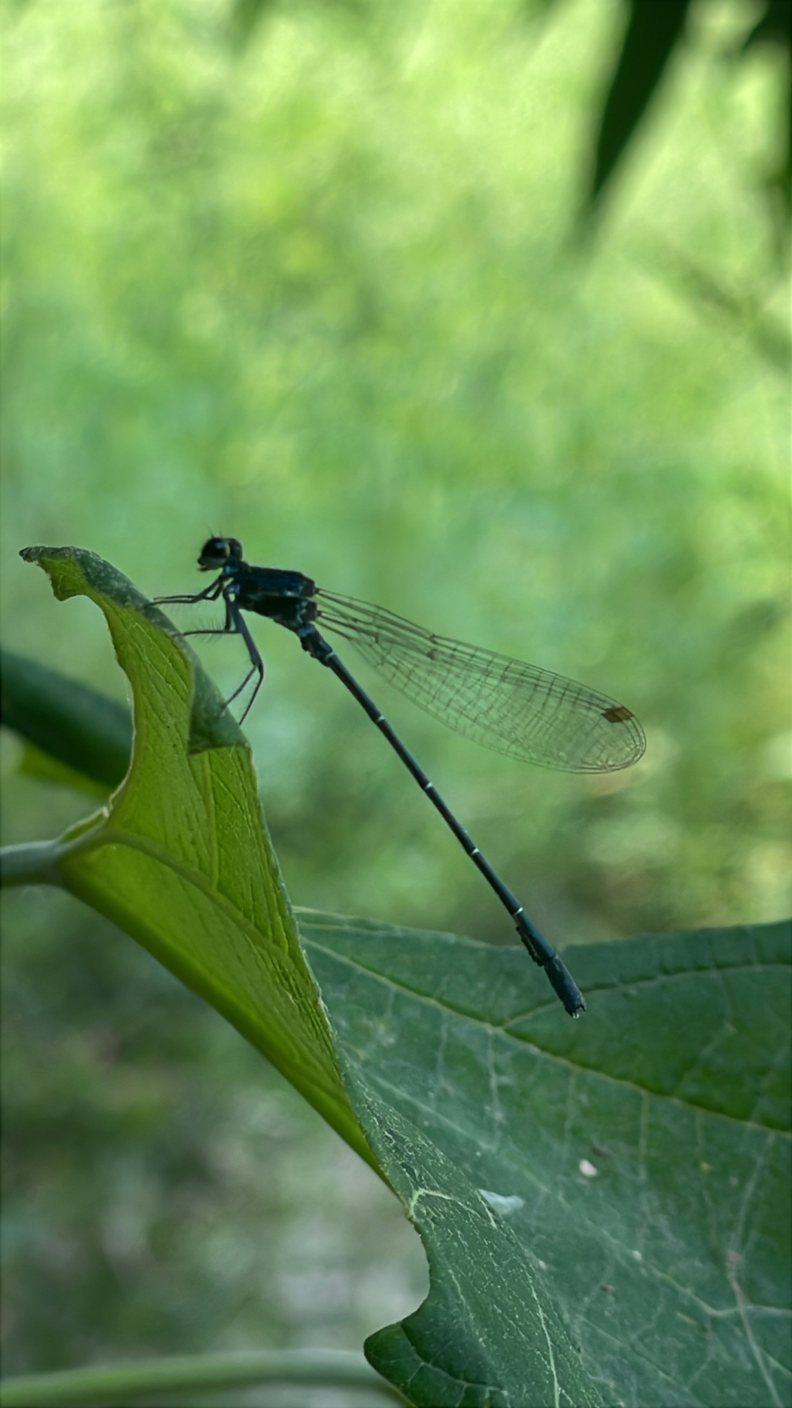 Black Shorttail