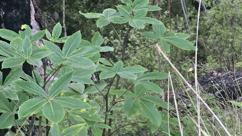 Neopanax colensoi