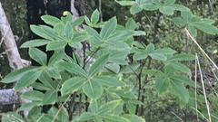 Neopanax colensoi, photograph Henry Hart, CC0, iNaturalist via GBIF