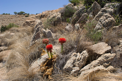 Scadoxus puniceus