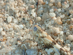 Trimerotropis albescens