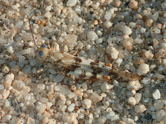 Trimerotropis albescens