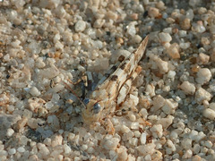 Trimerotropis albescens