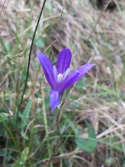 Brodiaea rosea rosea