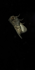 Noctuidae