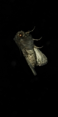 Noctuidae