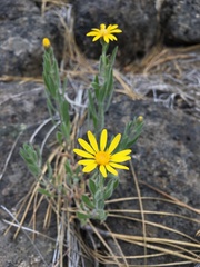 Heterotheca orovillosa