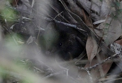 Mainland Dusky Antechinus