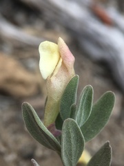 Scutellaria nana