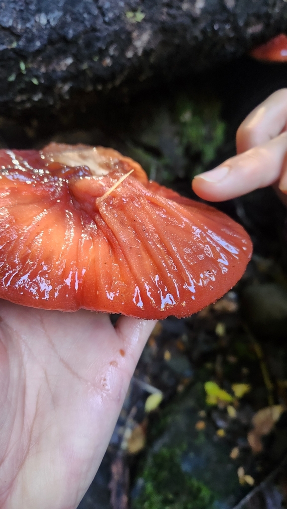 Fistulina antarctica · April 2025 · photo: © laflorifunga_ (iNaturalist, cc-by)