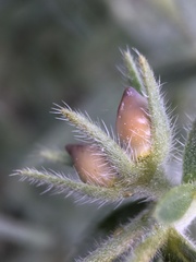 Lithospermum ruderale