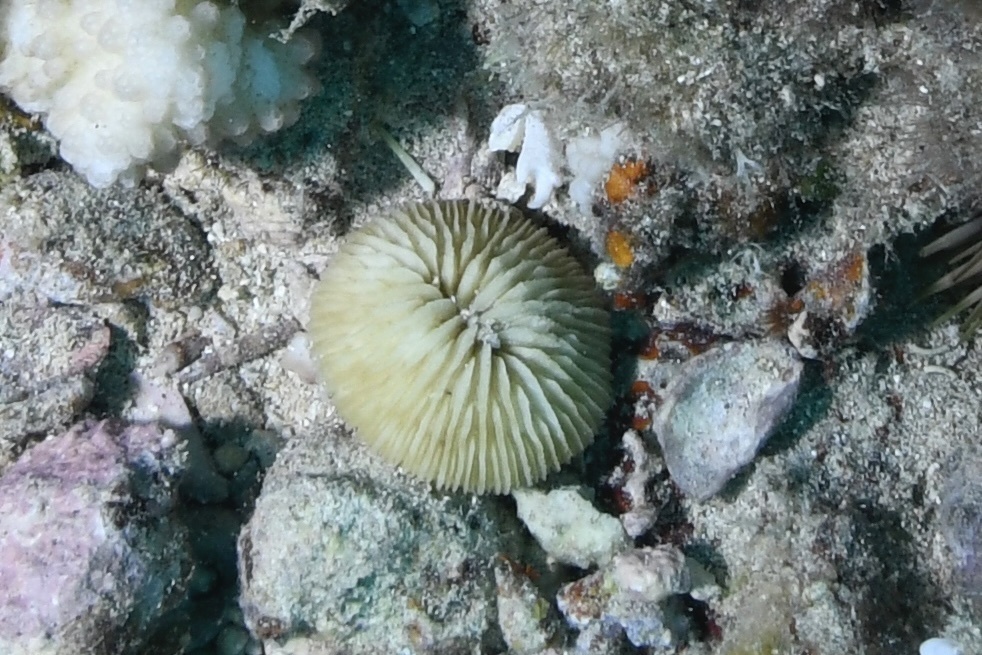 mushroom coral
