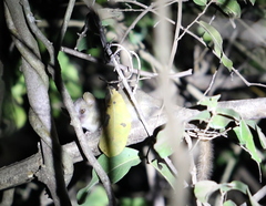 Microcebus danfossi