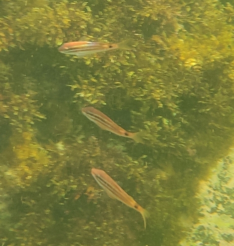 Blackspot goatfish