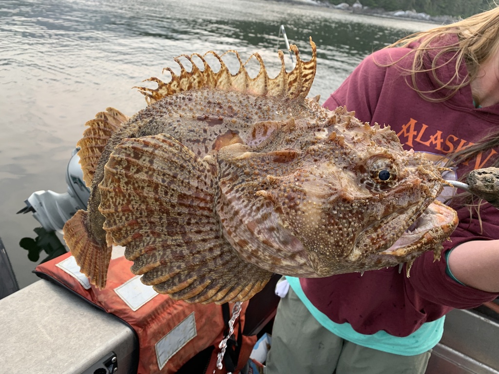 Bigmouth sculpin (Hemitripterus bolini) — Hemitripteridae