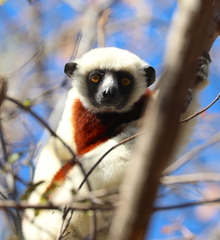 Propithecus coquereli