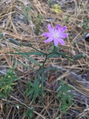Stephanomeria lactucina