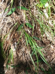 Dichanthelium angustifolium