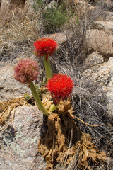 Scadoxus puniceus